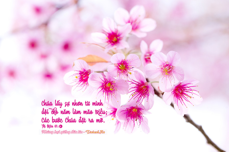 Mao-trieu-thien-cho-nam-moi