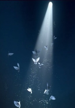 dovespeace-1