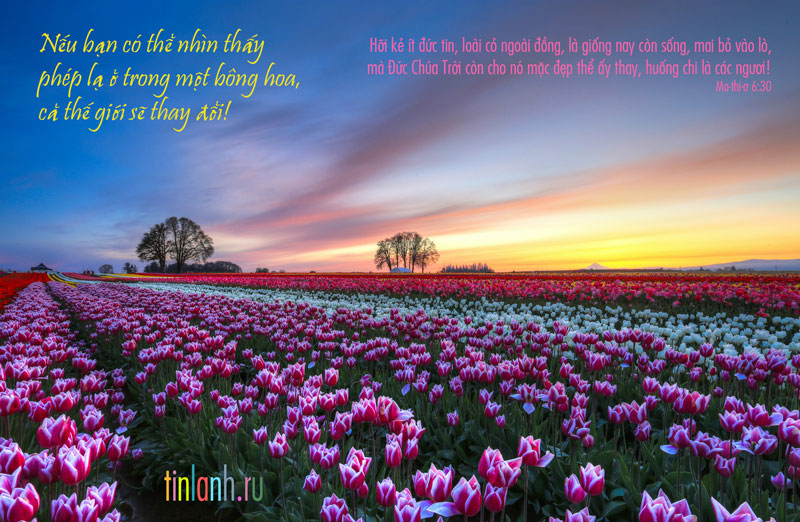 Phep-la-trong-mot-bong-hoa