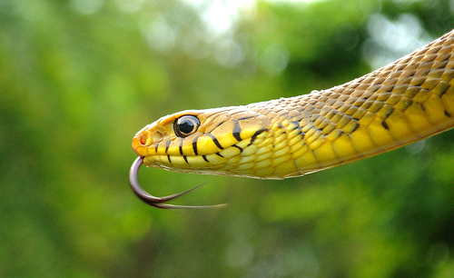 rat snake