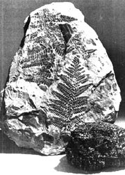 fern