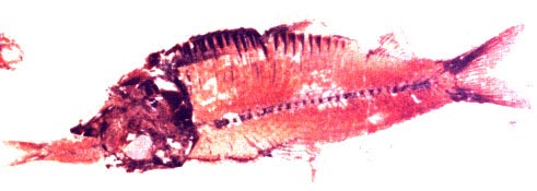 fish