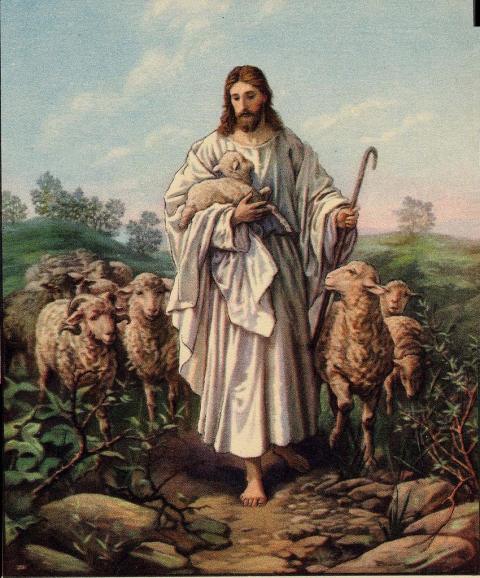 lostsheep21